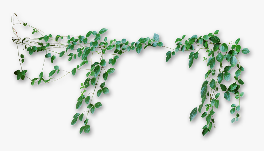 Vines Png - Transparent Background Vines Png, Png Download