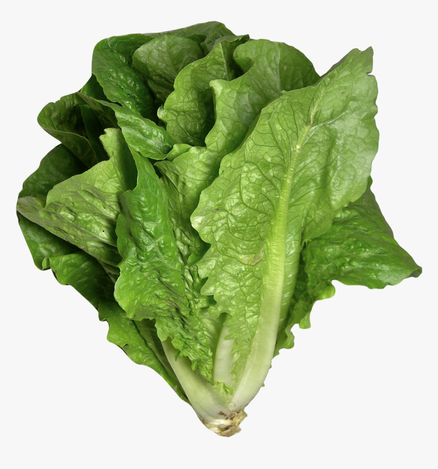 Romaine Lettuce Png Image - Lettuce Png, Transparent Png