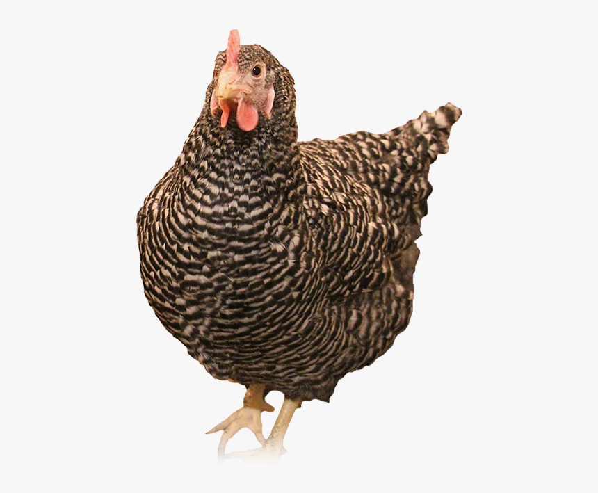 Turkey, HD Png Download