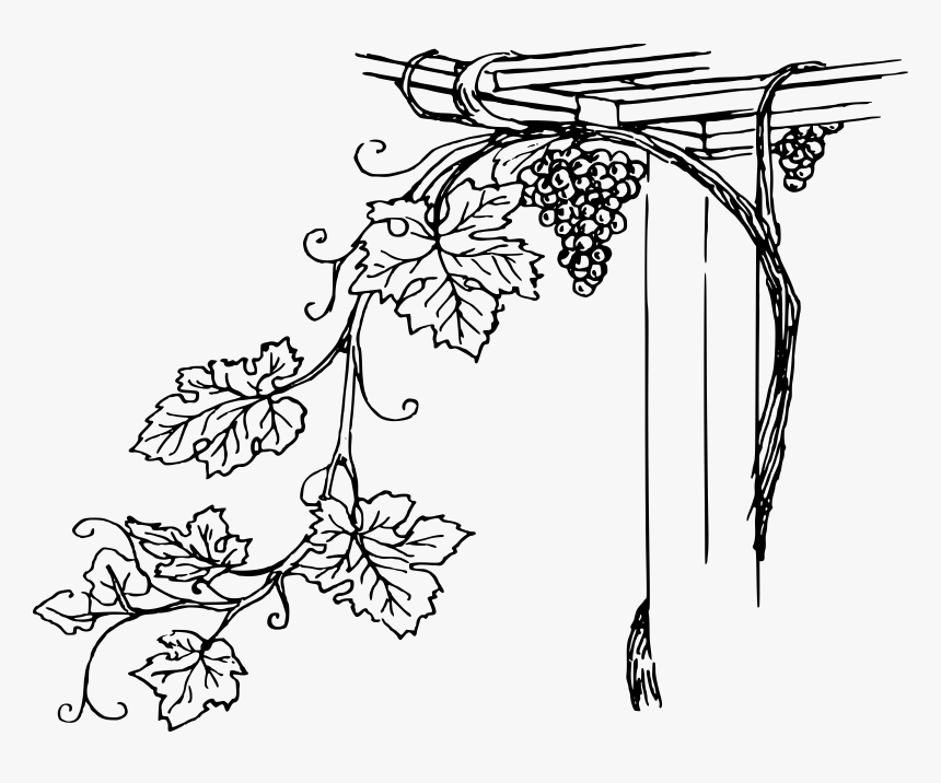 Grapevine Clipart Icon - Vine Black And White Clip Art, HD Png Download
