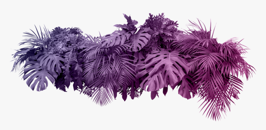 Bush Plant White Background, HD Png Download