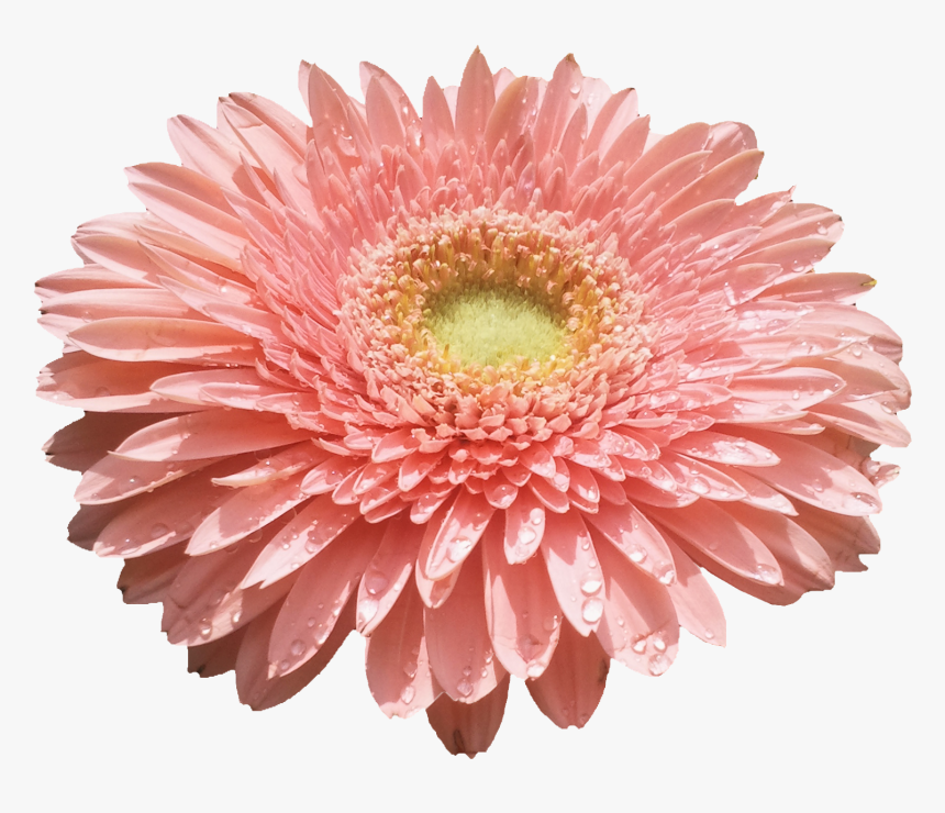 Flower , Png Download - Flores Png, Transparent Png