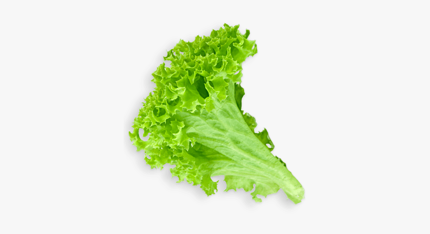 Lettuce Clipart Sliced - Lettuce Leaf Transparent Background, HD Png Download