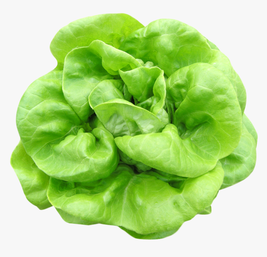 Butterhead Lettuce Png Image - Spinach Png, Transparent Png