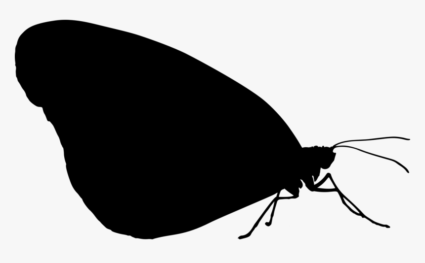 Photography - Transparent Insect Silhouette, HD Png Download