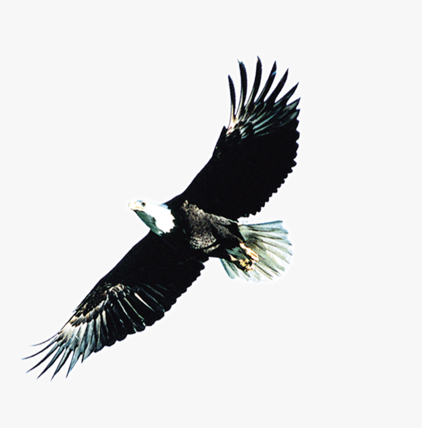 Transparent Black Wings Png - 雄 鹰, Png Download