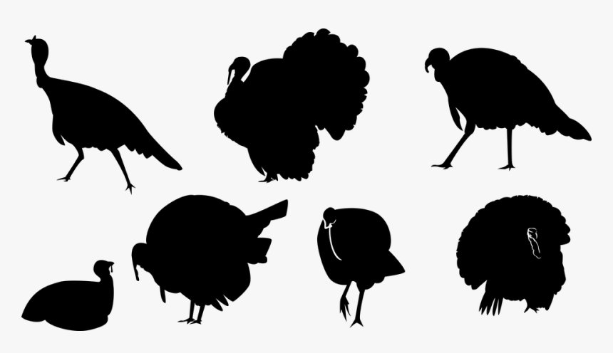 Turkey, Ave, Silhouette, Chick, Animal, Wings, Tail - Turkey, HD Png Download