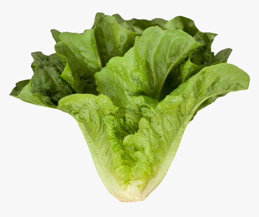 Romaine Cos Lettuce Png Image - Romaine Or Cos Lettuce, Transparent Png