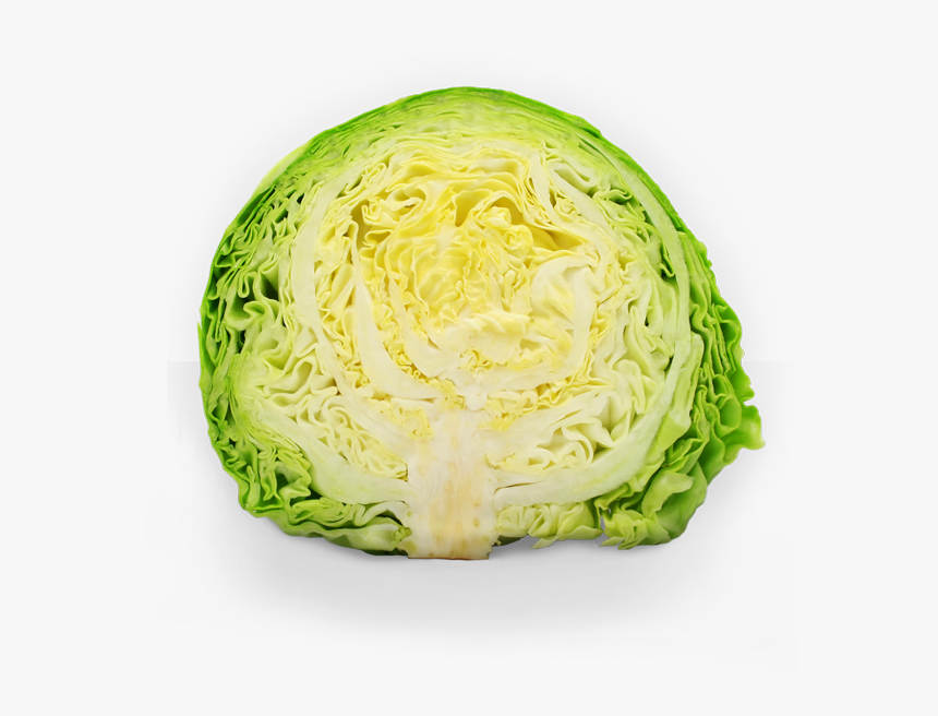 Lettuce Clipart Sauerkraut - Repolho É Vegetal, HD Png Download