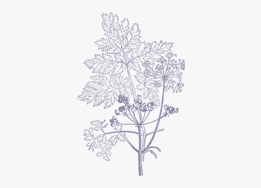 Illustrations Png Hd - Flower Illustration Vector Png, Transparent Png