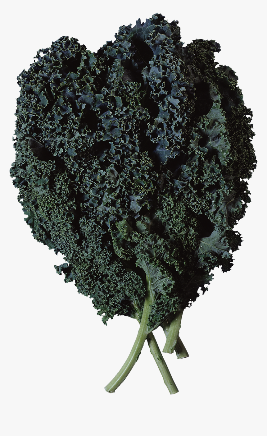 Transparent Lettuce Clipart Png - Cos È Il Cavolo Nero, Png Download