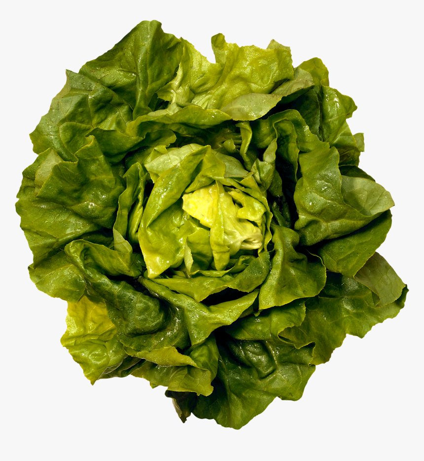 Green Salad Png Image - Boston Butter Lettuce, Transparent Png
