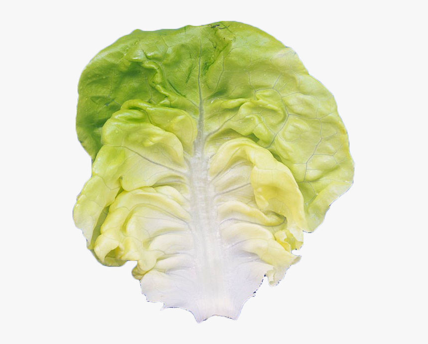 Romaine Lettuce Leaf Vegetable - Iceburg Lettuce, HD Png Download