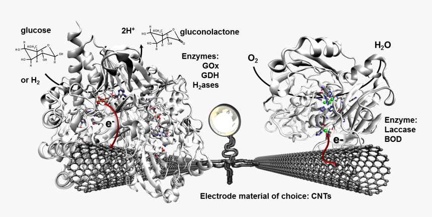 Biofuel Cells - Cartoon, HD Png Download