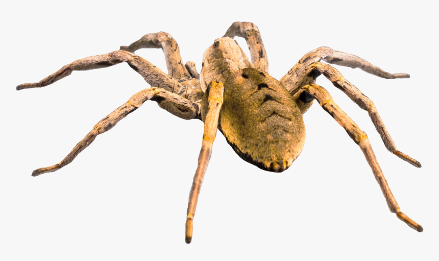 Spider Png Download - Transparent Background Spider Png, Png Download