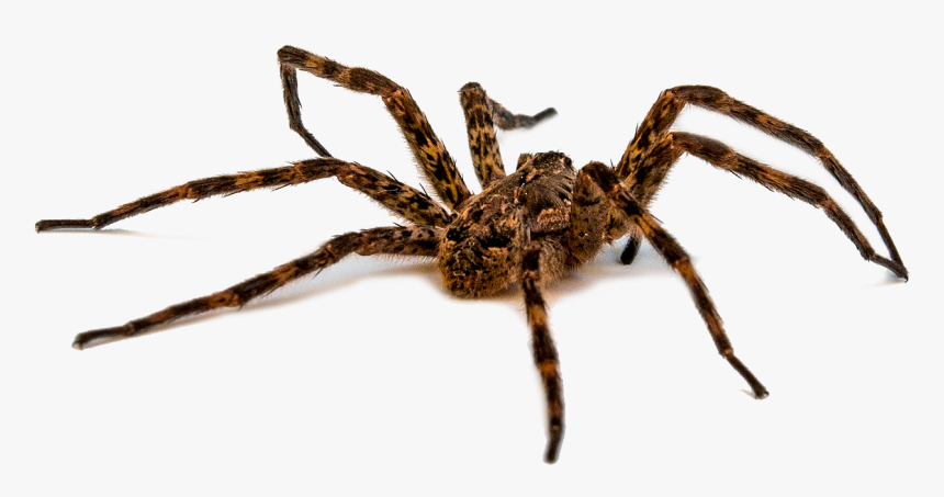 Wold Spider - Many Eyes Does A Spider Have, HD Png Download