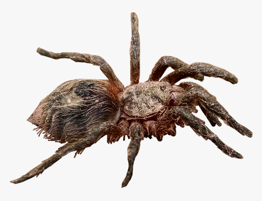 #tarantula #spider #araña #arañapollito - Wolf Spider, HD Png Download