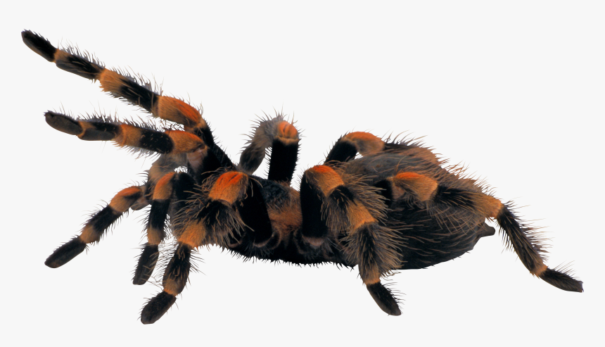 Spider Png, Transparent Png