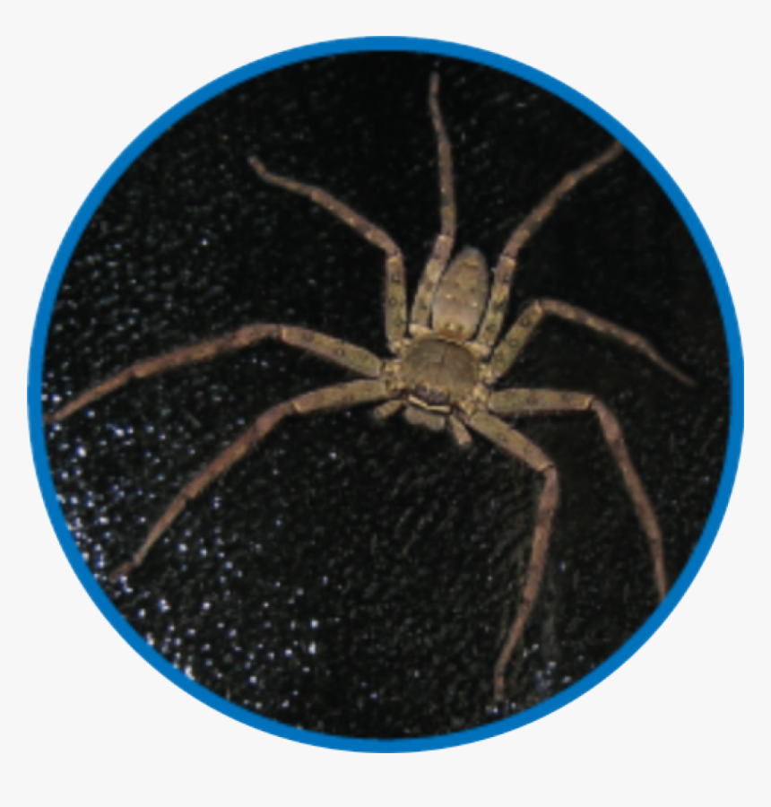 Spider Web, HD Png Download