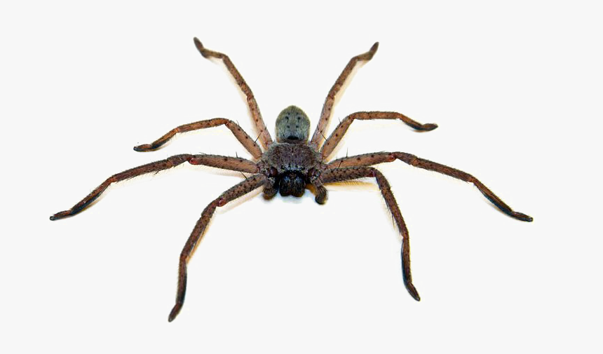Brown Spider Png Photo - Australian Spider Png, Transparent Png