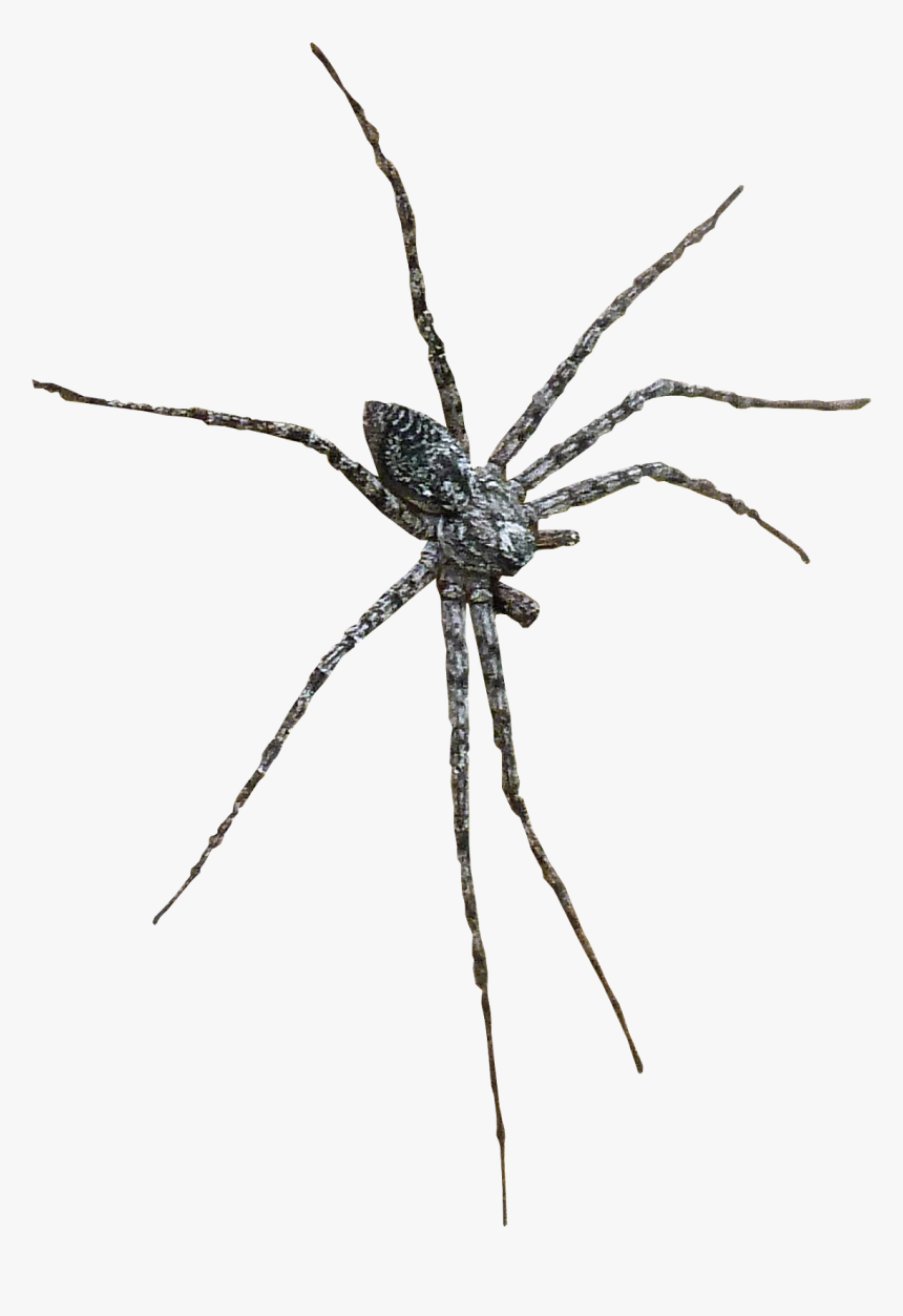 Barn Spider Widow Spiders Wolf Spider Insect - Wolf Spider, HD Png Download
