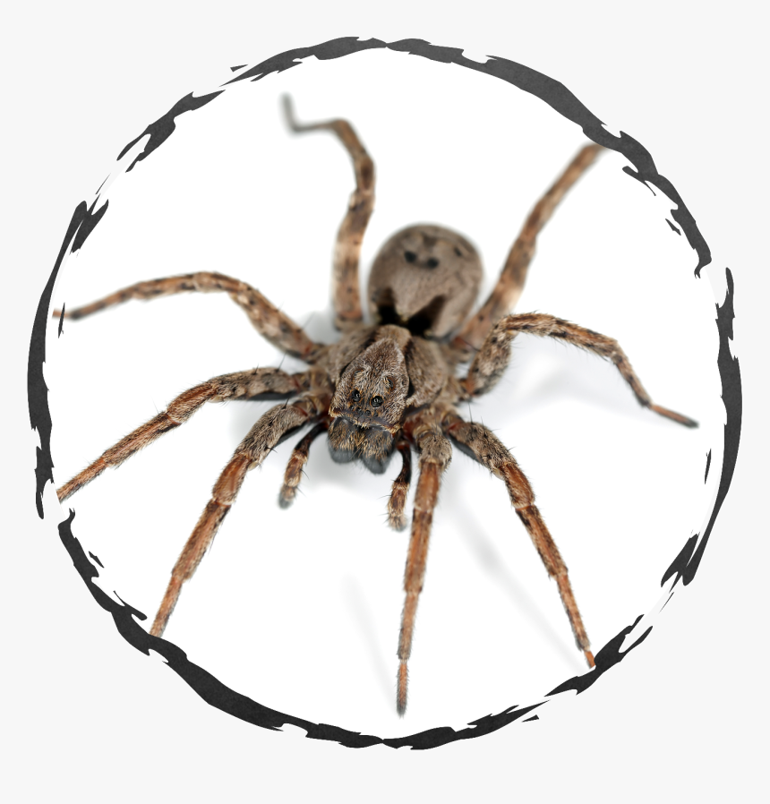 Spider Png, Transparent Png