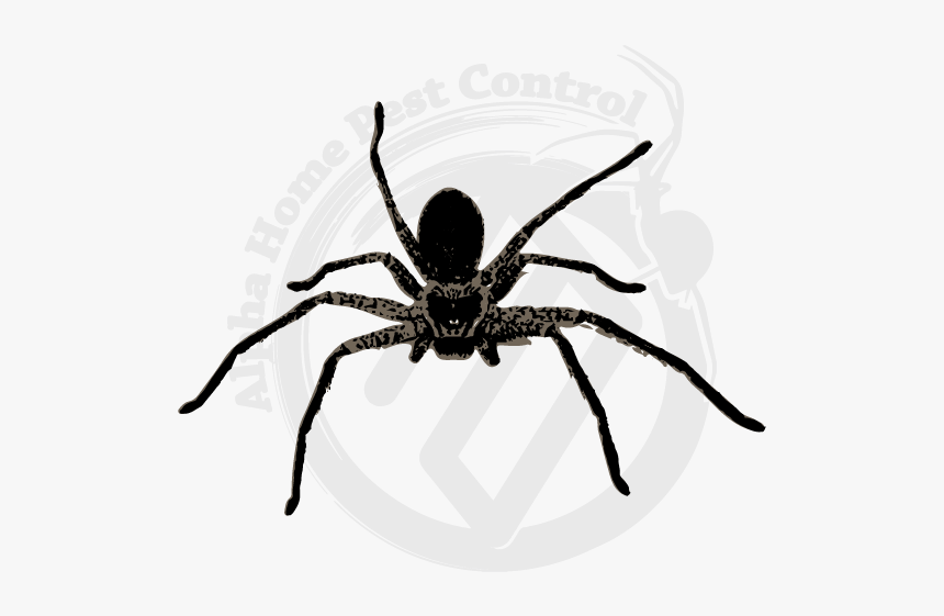 Wolf Spider, HD Png Download