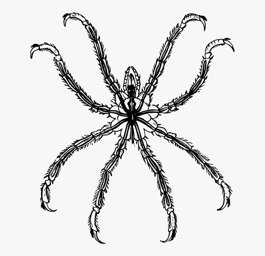 Line Art,plant,wolf Spider - Pycnogonida Icon, HD Png Download