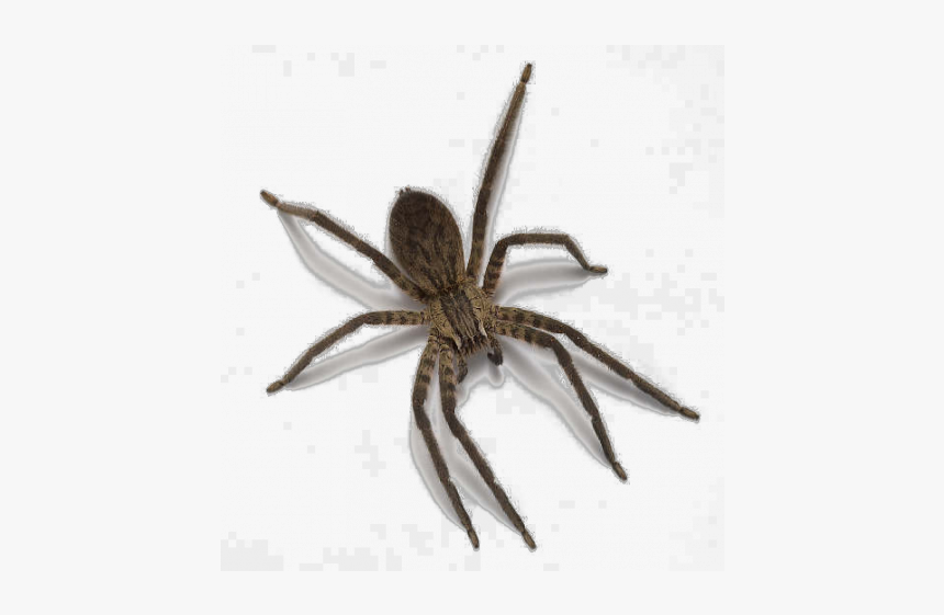 Wolf Spider Png, Transparent Png