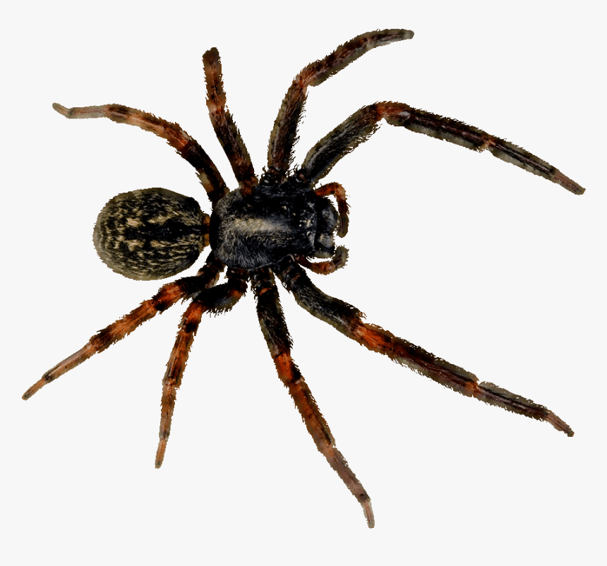 Spider - Niña Sueña Con Arañas, HD Png Download