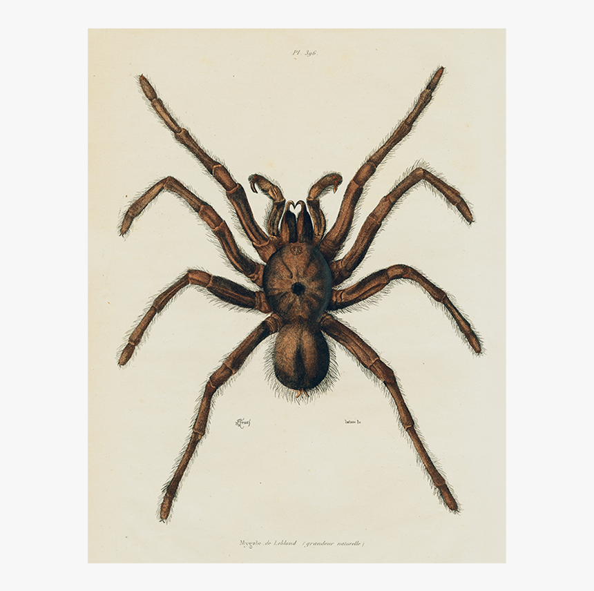 Northern Tree Funnel Web Spider, HD Png Download