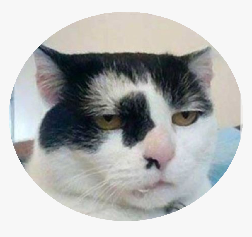 Go On Impress Me Cat, HD Png Download