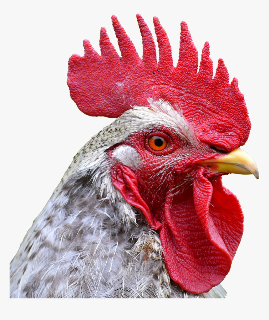 Big Rooster From Hi Hat, HD Png Download