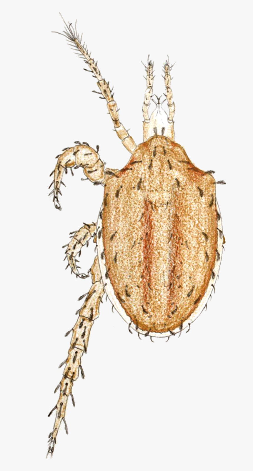 Macrocheles Carinatus By Oudemans, HD Png Download