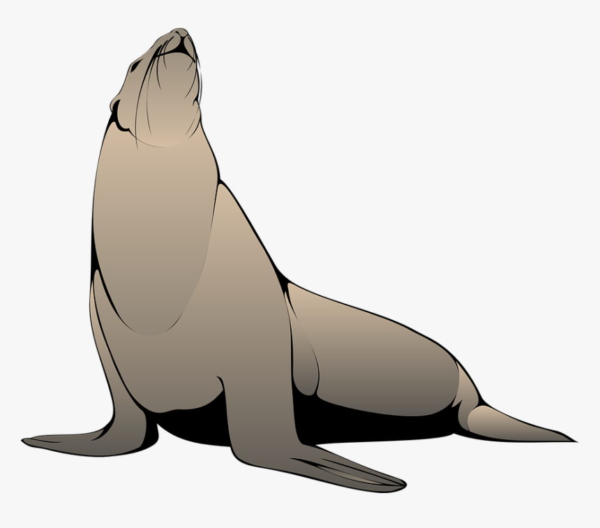 Seal Head Raised - Sea Lion Clipart Png, Transparent Png