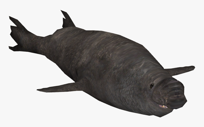 Carp, HD Png Download