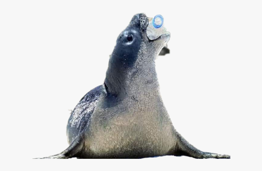 California Sea Lion - Hewan Yang Terkena Pencemaran Air, HD Png Download