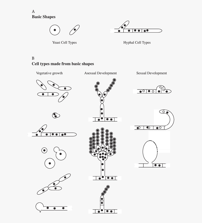 Cell Types In Fungi - Basic Shapes Of Yeast, HD Png Download