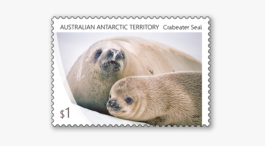 Harbor Seal, HD Png Download