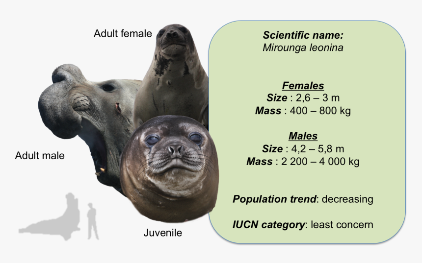 Éleph - Elephant Seals, HD Png Download