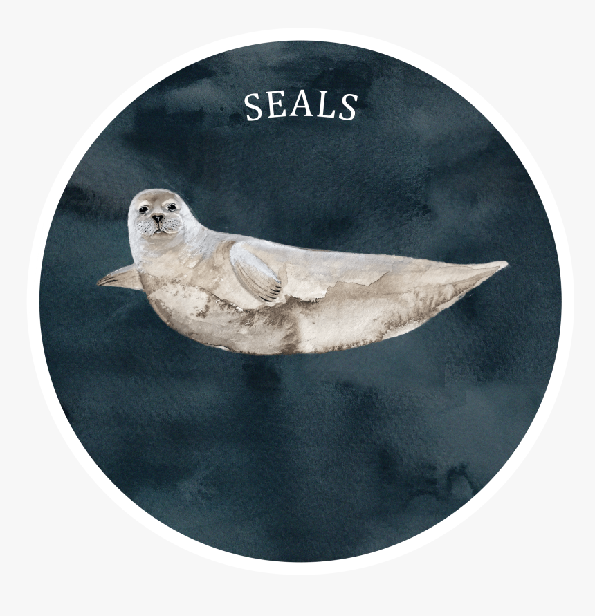 Seal - Baltic Gray Seal, HD Png Download