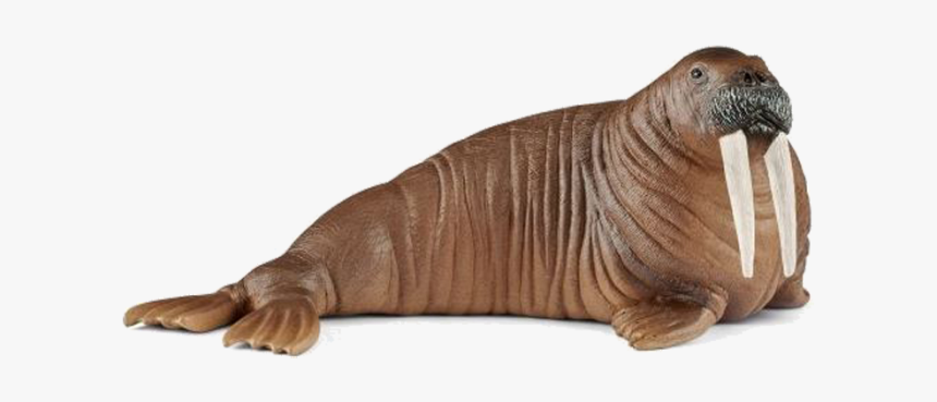 Schleich Walrus 2018, HD Png Download