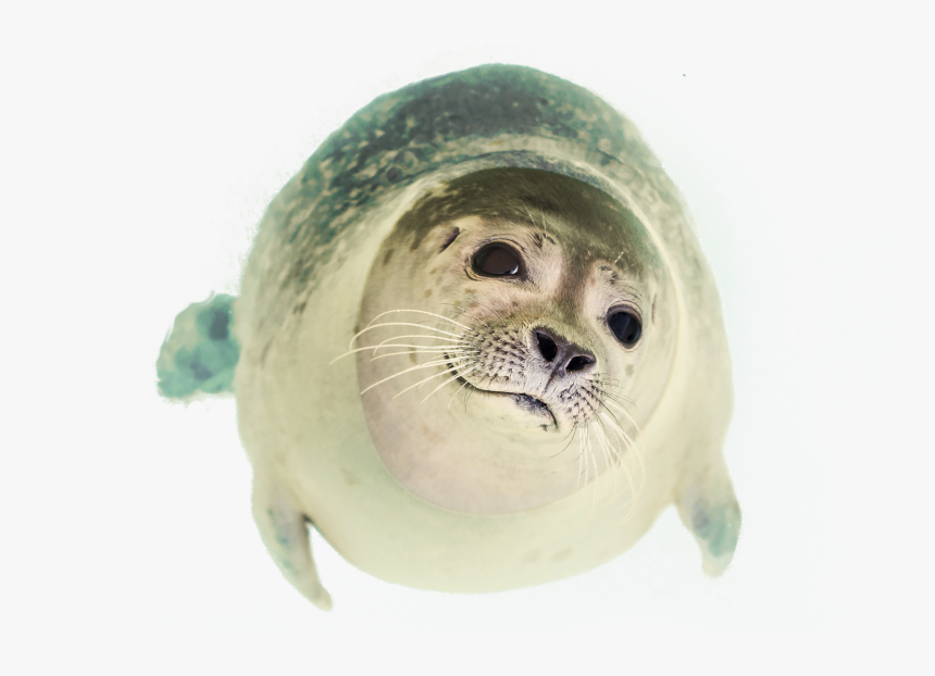 Transparent Seal Clipart - Seal Swimming Png, Png Download