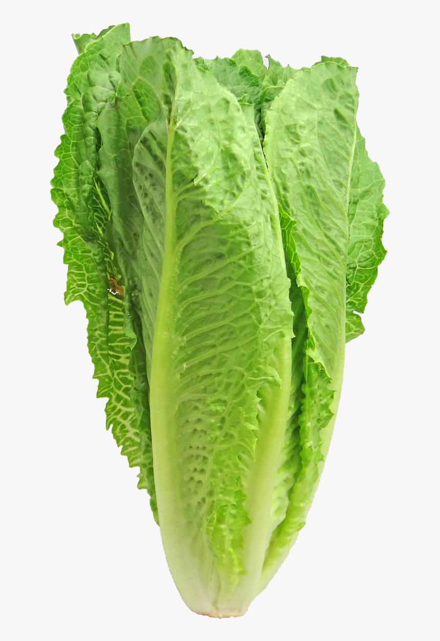 Romaine Lettuce Vs Guns, HD Png Download
