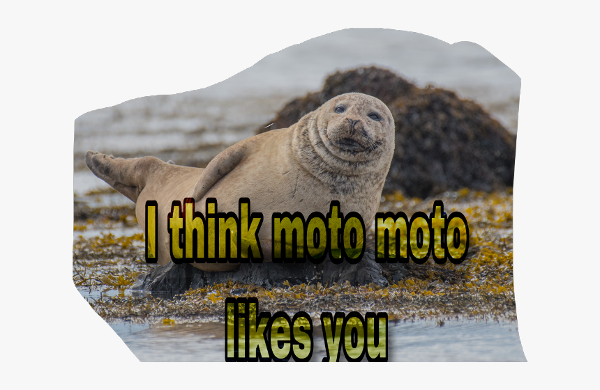 Scseal Seal Moto Freetoedit - Animal Prompts, HD Png Download