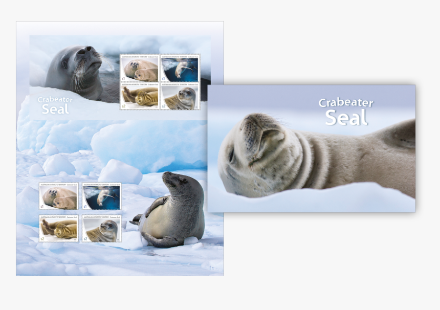 Harbor Seal, HD Png Download