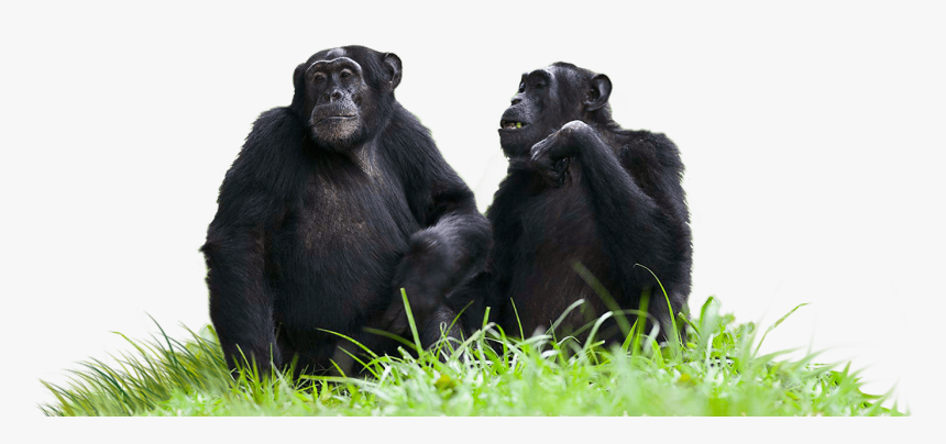 Chimpanzees Sitting On Grass - Chimpanzees Transparent Background, HD Png Download