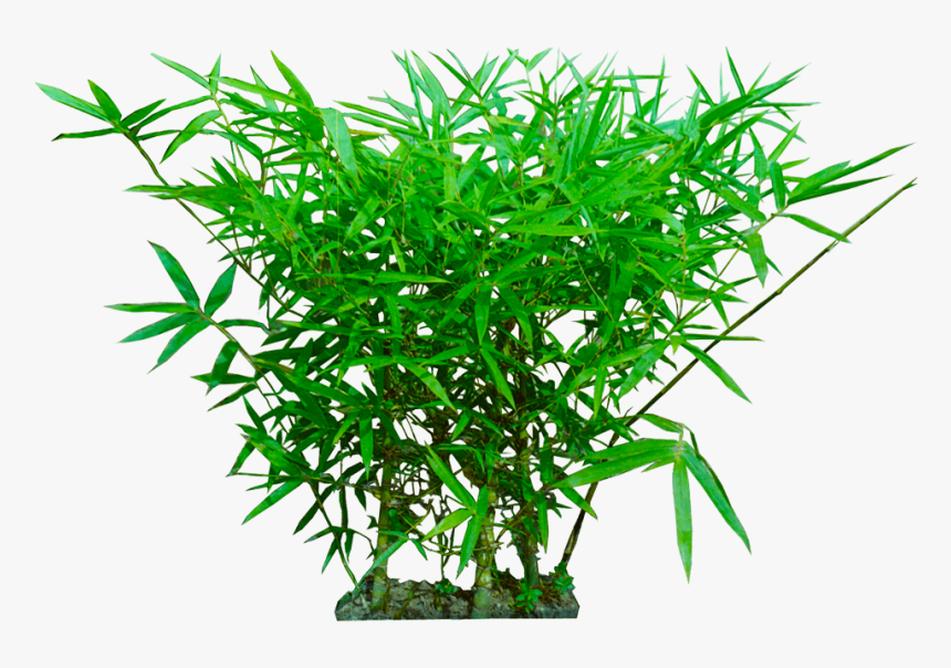 Tropical Plant Png - 佛 肚 竹 图片, Transparent Png