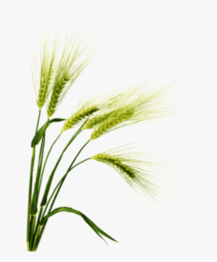 Family,botany,flowering Plant,white Pine,triticale,food - Barley Png, Transparent Png