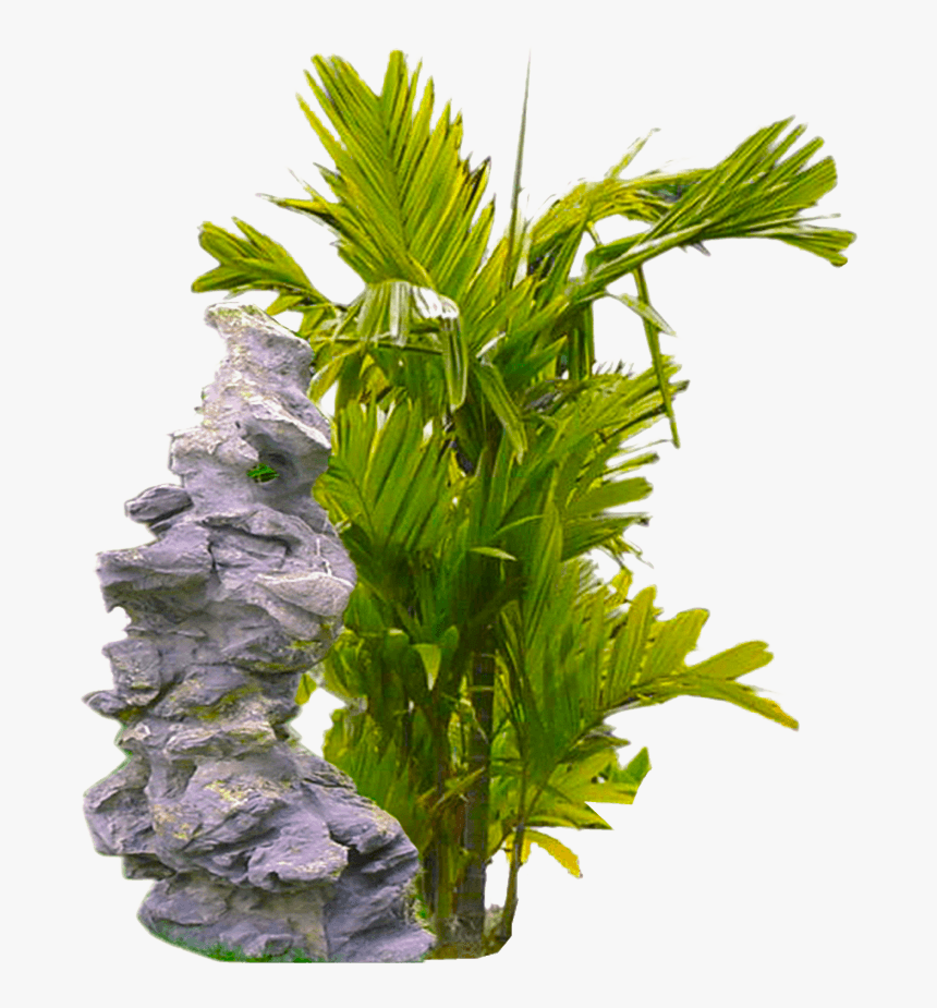 Plants Transparent Back Ground, HD Png Download